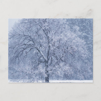 Cartão Postal Snowy Tree Winter Frozen Scene