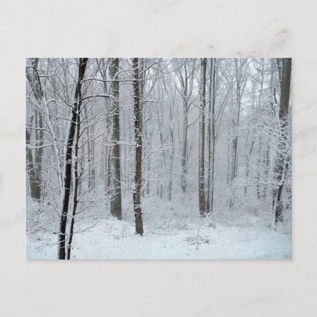 Cartão Postal Snowy White Poplar Forest (Frente)