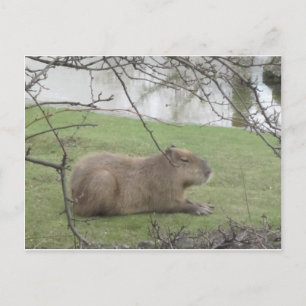 Cartão Postal So süß der Riesennager