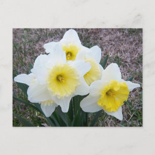 Cartão Postal Só um pequeno Daffodil...