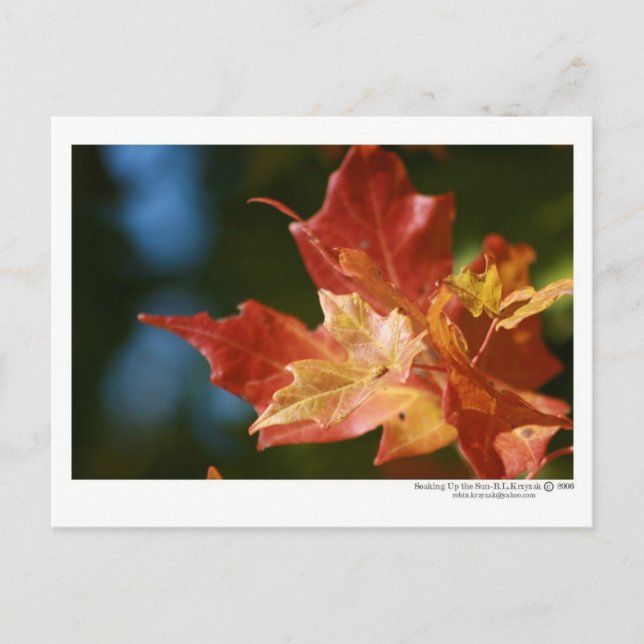 Cartão Postal Soando o Sol (Frente)