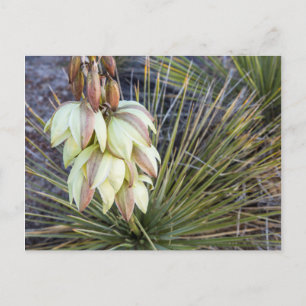 Cartão Postal Soaptree Yucca Flores No Alto Missouri