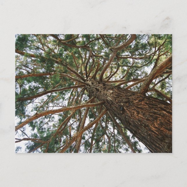 Cartão Postal Sob a árvore (Frente)