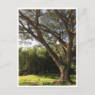 Cartão Postal Sob a árvore de chuva