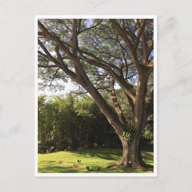Cartão Postal Sob a árvore de chuva (Frente)
