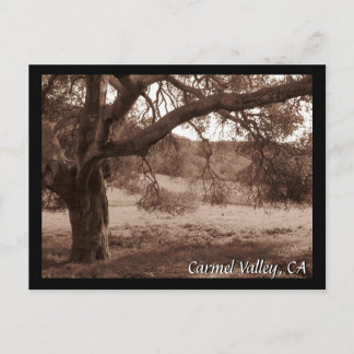 Cartão Postal Sob o Cartão-postal Oaks