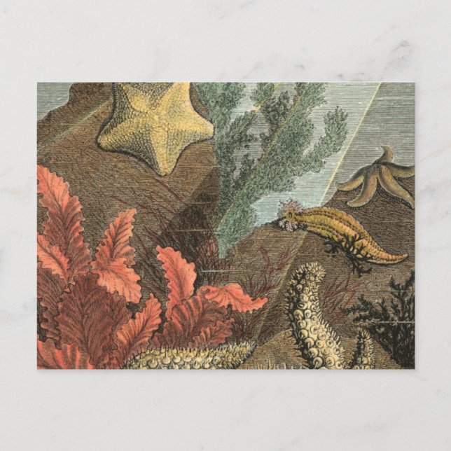 Cartão Postal Sob o mar (Frente)