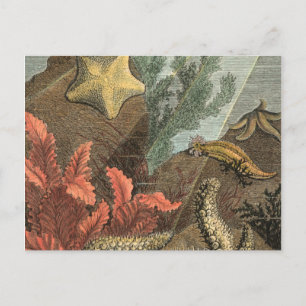 Cartão Postal Sob o mar