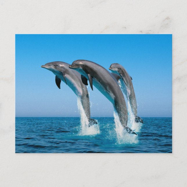 Cartão Postal Sobe Golfinhos (Frente)