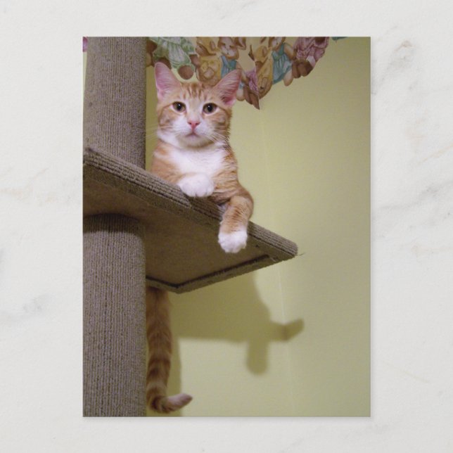 Cartão Postal sobre a árvore de gatos (Frente)