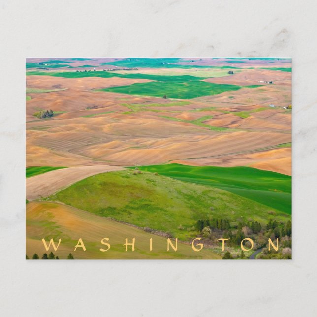 Cartão Postal Sobre a Palha Pintada do Botão Steptoe (Frente)