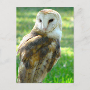 Cartão Postal Sobre o Cartão-postal do Barn Owl