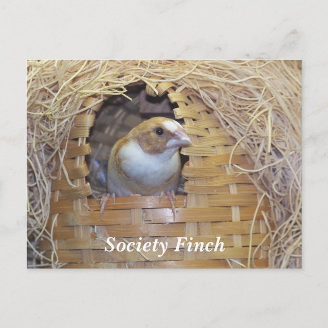 CARTÃO POSTAL SOCIETY FINCH (Frente)