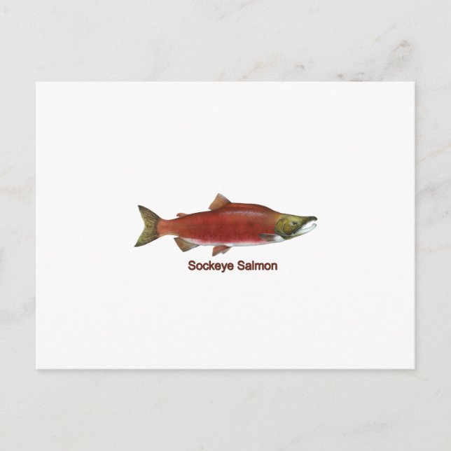 Cartão Postal Sockeye - Red Salmon (sob título) (Frente)