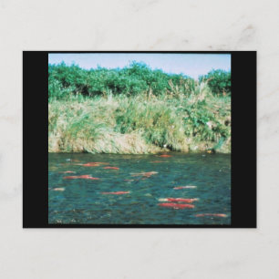 Cartão Postal Sockeye Salmon