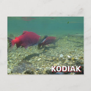 Cartão Postal Sockeye Salmon Em Kodiak, Alaska