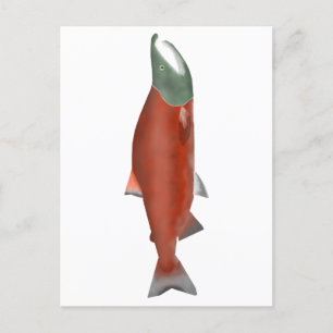 Cartão Postal Sockeye Salmon - Fase de desova