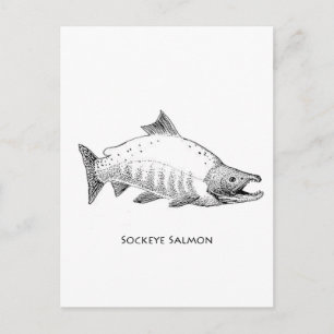 Cartão Postal Sockeye Salmon Line Art