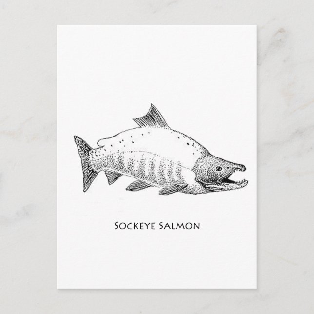 Cartão Postal Sockeye Salmon Line Art (Frente)