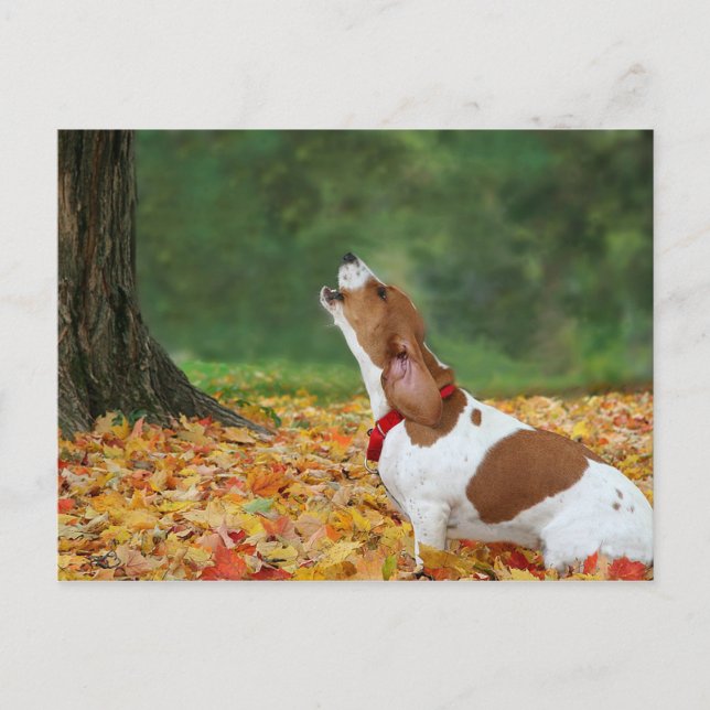 Cartão Postal Soe o alarme (Frente)