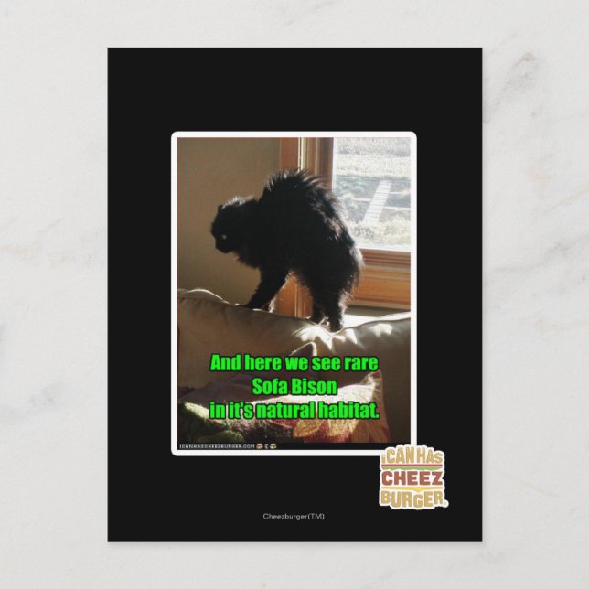 Cartão Postal Sofa Bison (Frente)