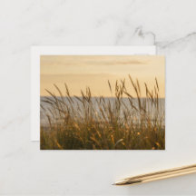 Soft beach grass, uplifting light message