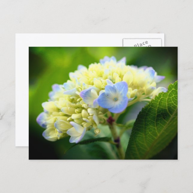 Cartão Postal Soft Blue Hydrangea Flower Photography  (Frente/Verso)