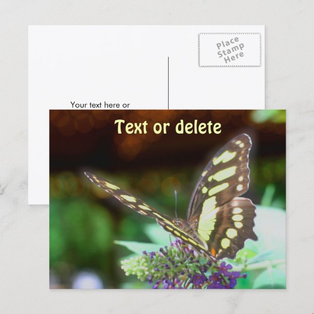 Cartão Postal Soft Butterfly On Flower Nature Photo Personalized (Frente/Verso)