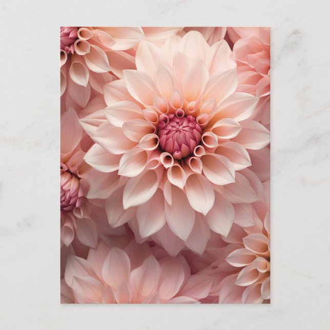 Cartão Postal soft pastel colored dahlia flower  (Frente)
