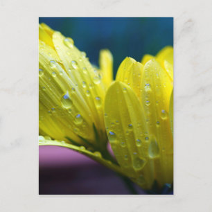 Cartão Postal Sol após a fotografia da chuva