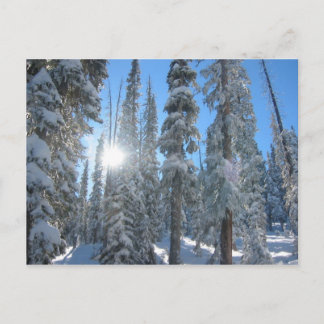 Cartão Postal Sol através das árvores no inverno