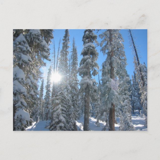 Cartão Postal Sol através das árvores no inverno (Frente)