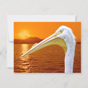 Cartão Postal Sol branco-americano Pelicano em Corfu