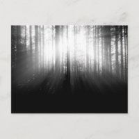 Sol brilhando por árvores na floresta