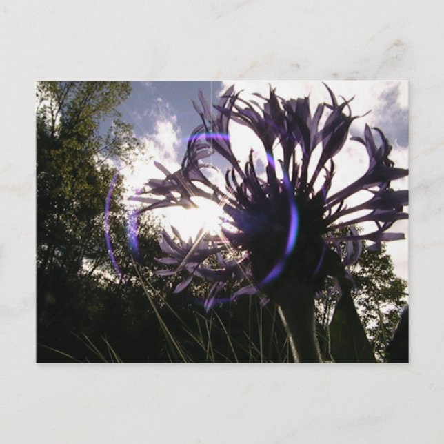 Cartão Postal Sol do botão do solteiro (Frente)