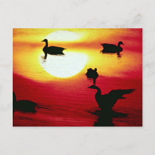 Cartão Postal Sol ganso canadense