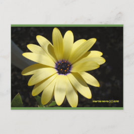 Cartão Postal Sol numa margarida amarela | Cartão-postal Blue Be