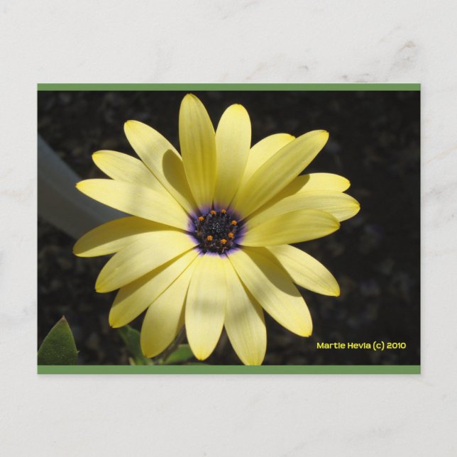 Cartão Postal Sol numa margarida amarela | Cartão-postal Blue Be (Frente)