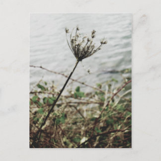 Cartão Postal solidão