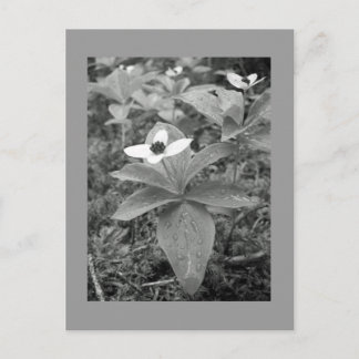 Cartão Postal Solitário