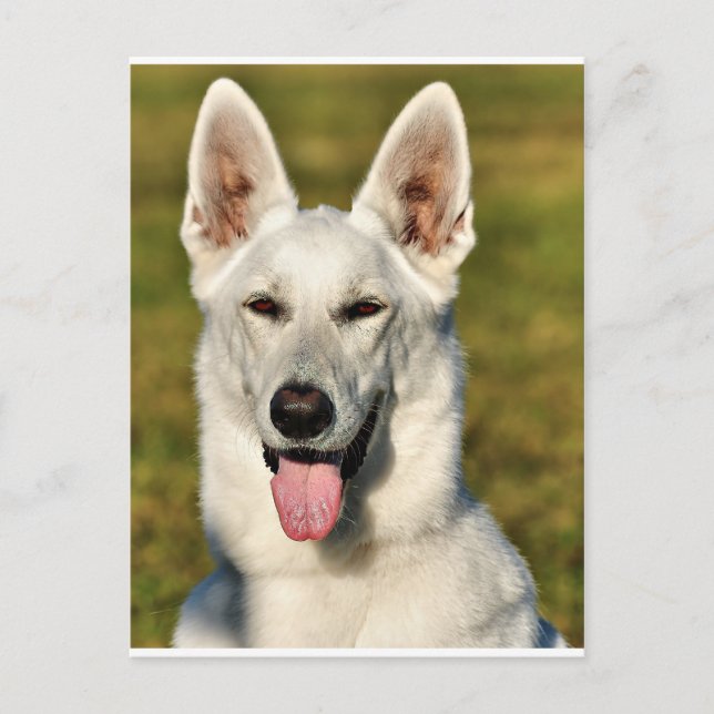 Cartão Postal Solitário como o lobo (Frente)