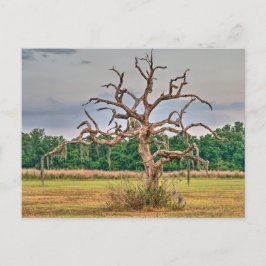 Cartão Postal Solitário Winter Haven, Flórida