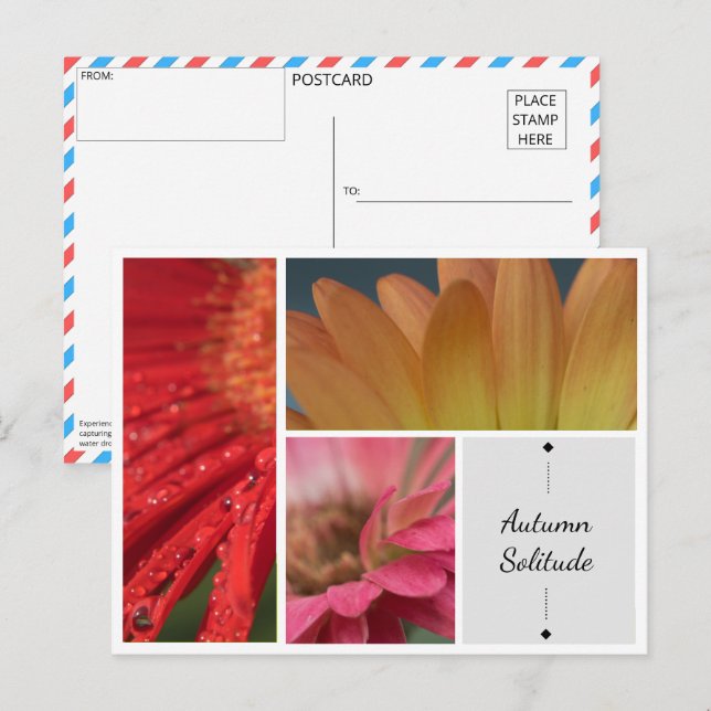 Cartão Postal Solitude do outono - Cartaz das Gotas de Água Flor (Frente/Verso)