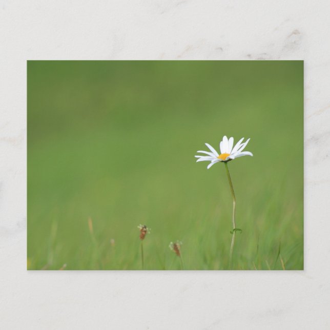 Cartão Postal Solo (Frente)