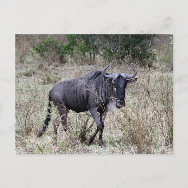 Cartão Postal solo de gnus (Frente)