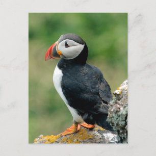 Cartão Postal Solo Puffin