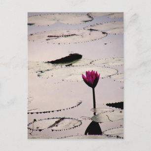 Cartão Postal Solo-tus   Camboja