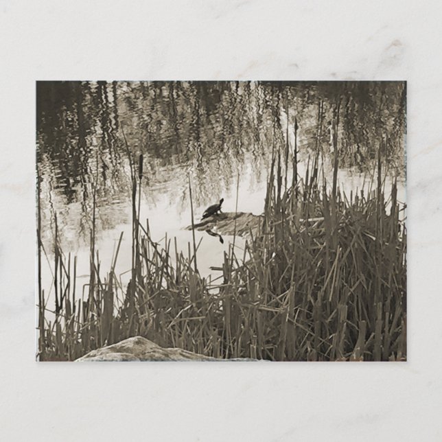 Cartão Postal Solstício de inverno (Frente)