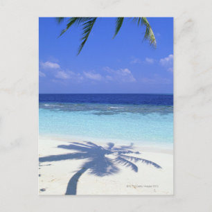 Cartão Postal Sombra da Árvore Palm