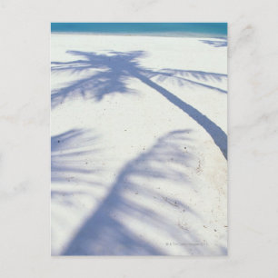 Cartão Postal Sombra da Árvore Palm 2
